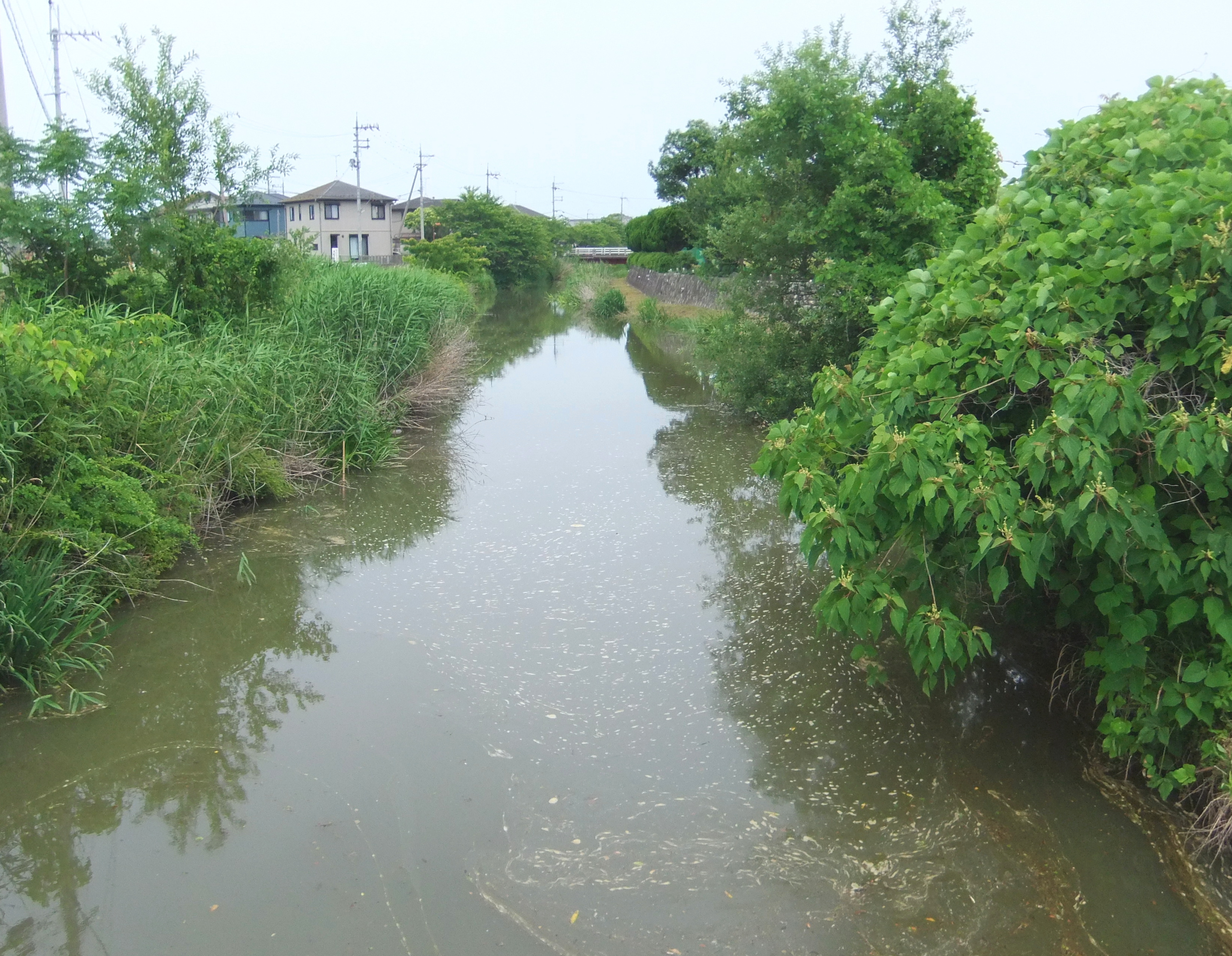 伊佐々川・（旧）草津川・山寺川・伯母川・十二川 なにわの水源びわ湖を守る会